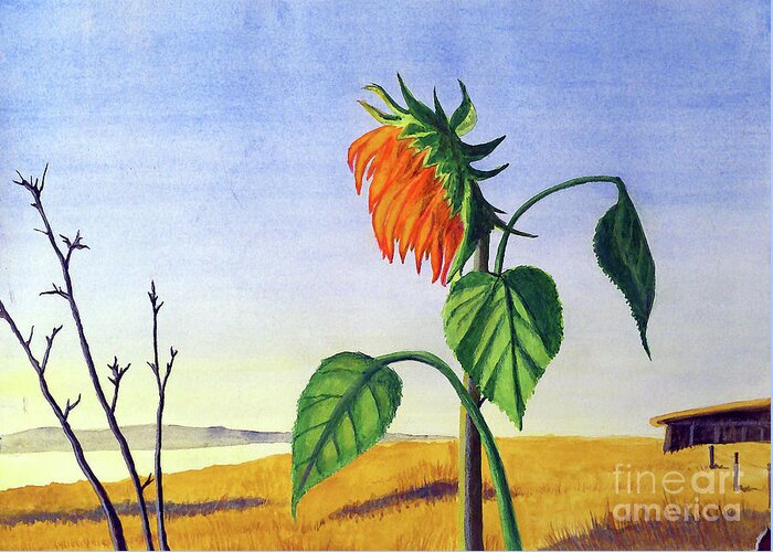 Sunflower Greeting Card featuring the painting Sunlit Sunflower by Rohvannyn Shaw