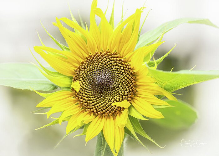 Sunflower Greeting Card featuring the photograph Sunny Flower by Pam DeCamp