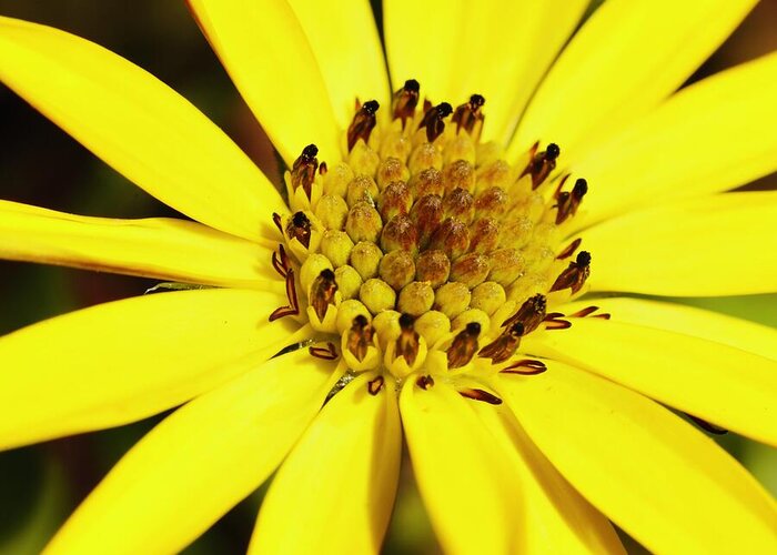Cape Daisy Greeting Card featuring the photograph Sunny by Neil R Finlay