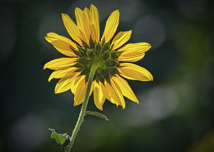 Bloom Greeting Card featuring the photograph Sunny Sunflower Following the Sun by Debra Martz