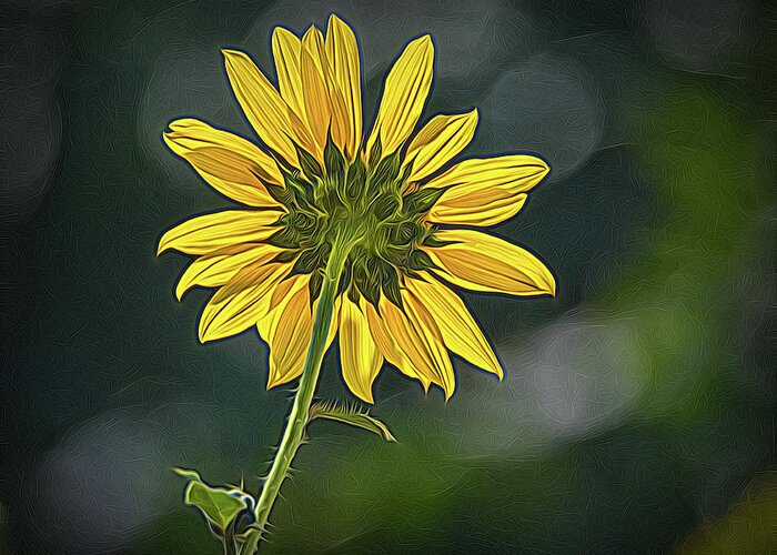 Bloom Greeting Card featuring the photograph Sunny Sunflower Following the Sun With Enhancements by Debra Martz