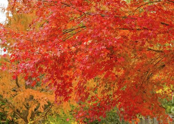 Garden Greeting Card featuring the photograph Sunnylea Autumn by Marilyn Cornwell