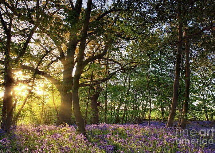 Bluebell Forest Greeting Card featuring the photograph Sunrise in bluebell woods in Norfolk UK by Simon Bratt