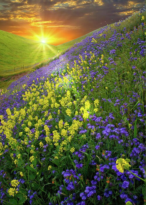 Superbloom Greeting Card featuring the photograph Sunrise Over the Temblors by Lynn Bauer