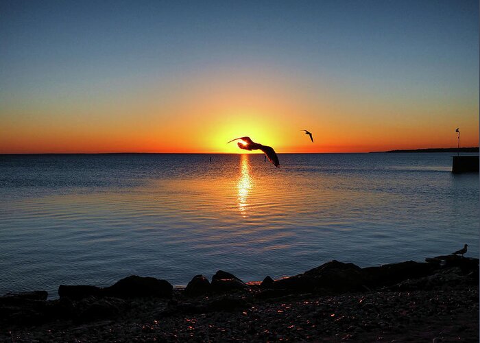 Sunrise Greeting Card featuring the photograph Sunrise Seagull Silhouette by Bill Swartwout