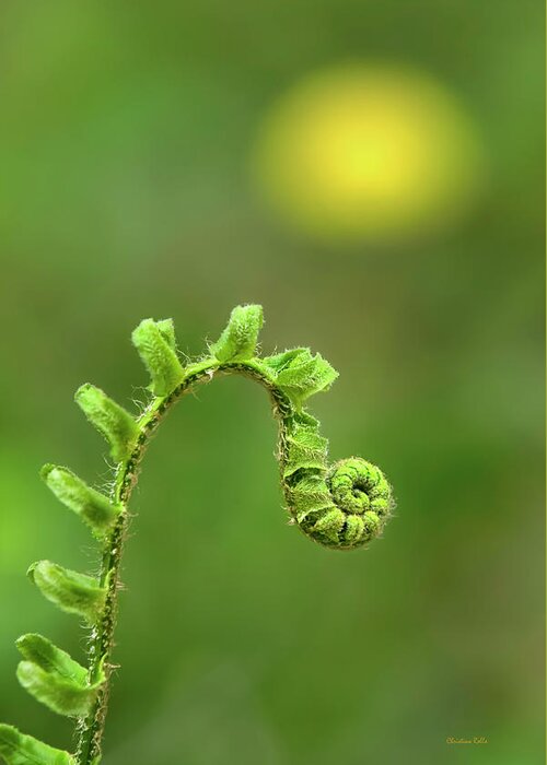 Fern Greeting Card featuring the photograph Sunrise Spiral Fern by Christina Rollo
