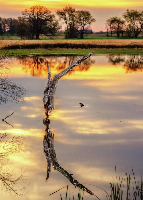 Pond Tree Duck Sunrise Pond Wisconsin Spring Symmetry Golden Countryside Vertical Stoughton Wi Dane County Greeting Card featuring the photograph Sunrise Symmetry - reflected tree and duck on a Wisconsin pond at sunrise by Peter Herman