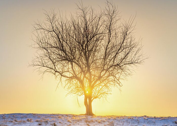 Sunrise Greeting Card featuring the photograph Sunrise Through The Tree Cold Winter Morning Tupelo Mississippi by Jordan Hill