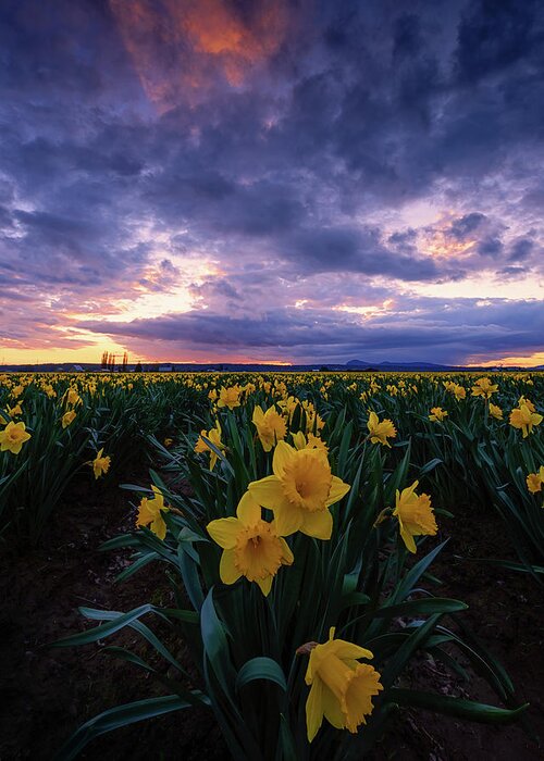 Skagit Valley Tulip Festival Greeting Card featuring the photograph Sunset and Daffodils by Dan Mihai