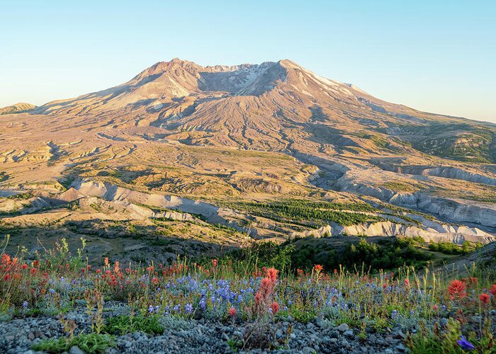 Outdoor; Hiking; Johnston Ridge; Flowers; Summer; Mountains; Craters; Mt St. Helens Greeting Card featuring the digital art Sunset in St. Helens by Michael Lee