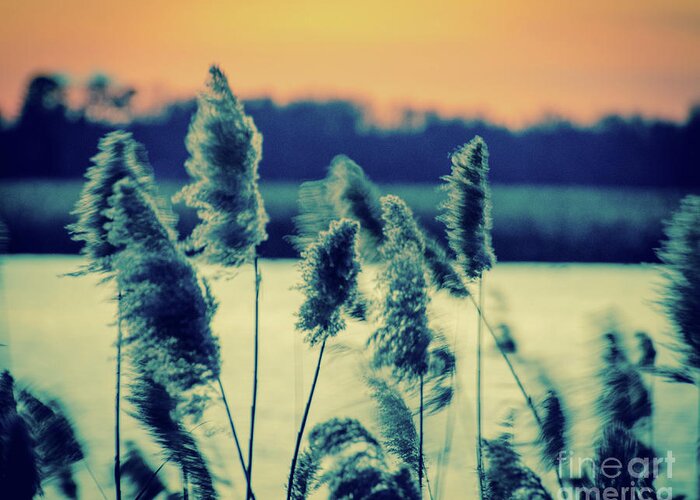Reed Greeting Card featuring the photograph Sunset on the Marsh with Grasses Movement Nature Landscape Photo by PIPA Fine Art - Simply Solid