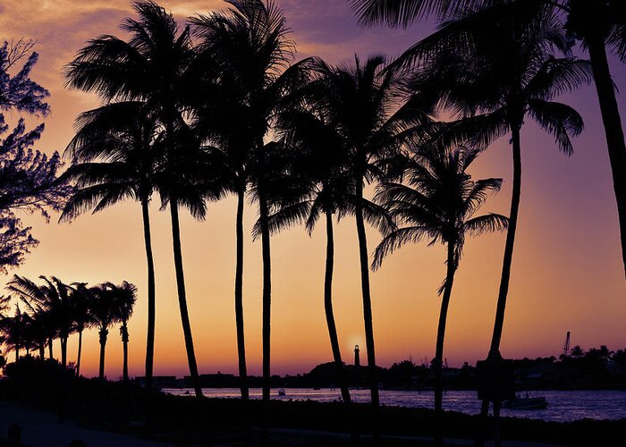 Palm Tree Greeting Card featuring the photograph Sunset Palms at Jupiter Inlet by Laura Fasulo