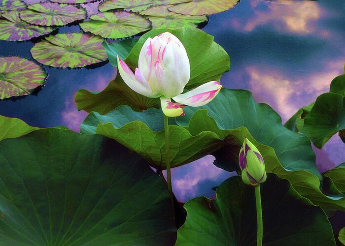Lotus Greeting Card featuring the photograph Sunset Pond Lotus by Jessica Jenney