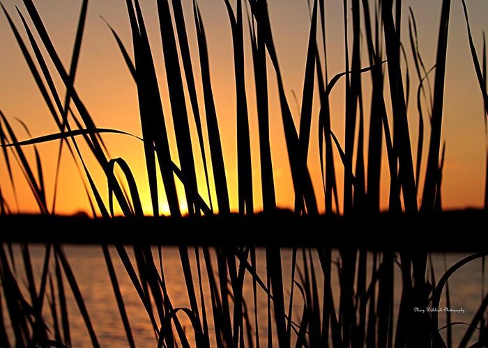 Sunset Greeting Card featuring the photograph Sunset Through the Reeds by Mary Walchuck