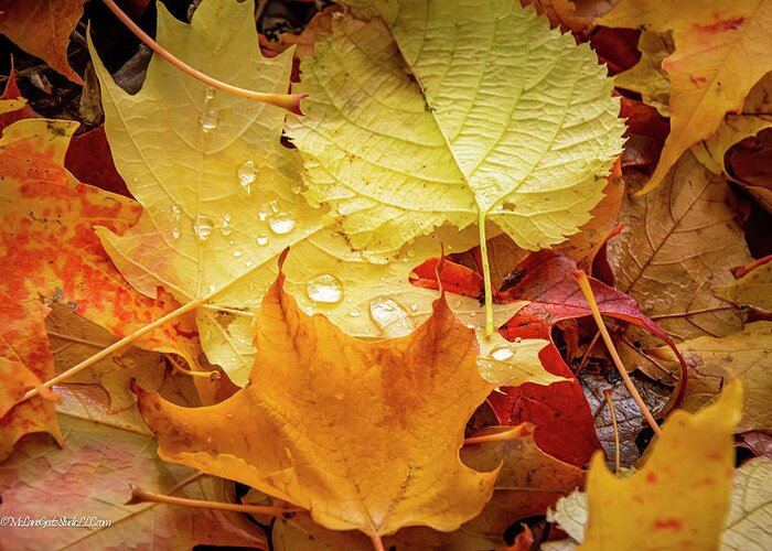 Leaves In Fall Greeting Card featuring the photograph Sunshine and Rain Drops Fall Magic by LeeAnn McLaneGoetz McLaneGoetzStudioLLCcom