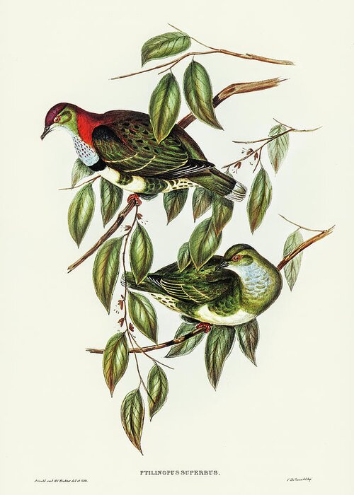Superb Fruit Pigeon Greeting Card featuring the drawing Superb Fruit Pigeon, Ptilinopus superbus by John Gould