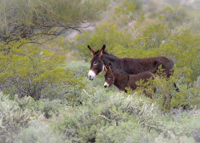 Wild Burro Greeting Card featuring the photograph Surrounded by Mary Hone