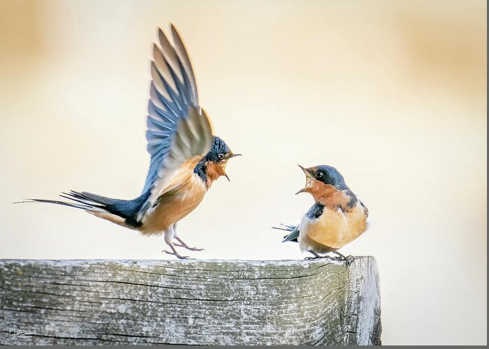 Barn Swallows Greeting Card featuring the photograph Swallow talk by Judi Dressler