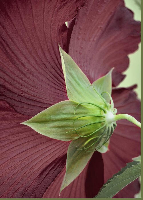 Hibiscus Greeting Card featuring the photograph Swamp Hibiscus by M Kathleen Warren
