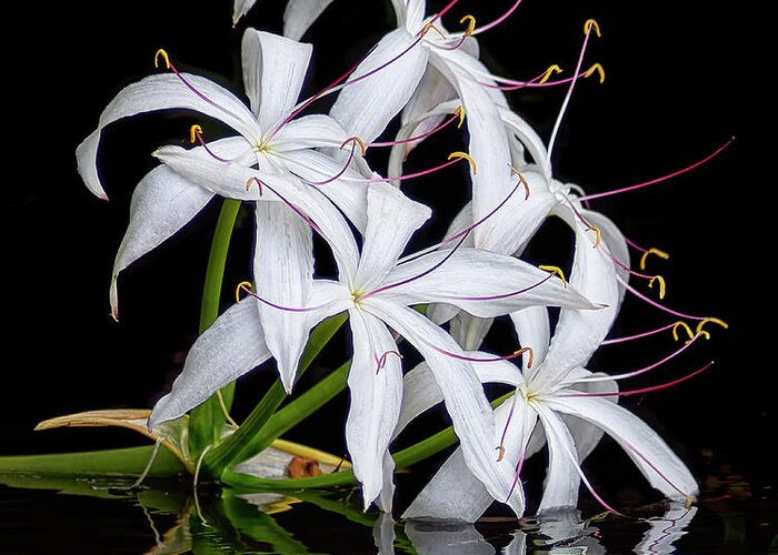 Swamp Lily Greeting Card featuring the photograph Swamp Lily by Bill Chambers