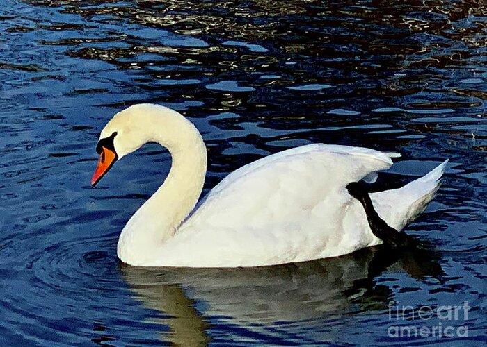  Greeting Card featuring the photograph Swan by Dennis Richardson