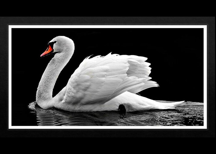 Swan Greeting Card featuring the photograph Swan Elegance by Nancy Ayanna Wyatt