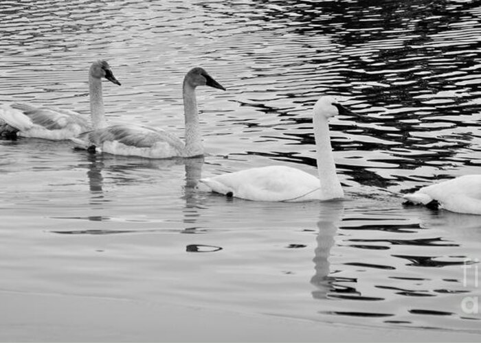 Swan Greeting Card featuring the photograph Swan Flotilla by Kevin Munro
