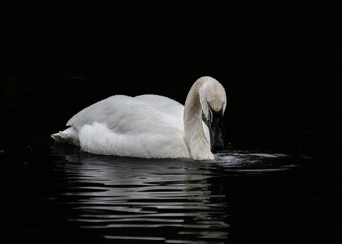 Swan Greeting Card featuring the photograph Swan by Jerry Cahill