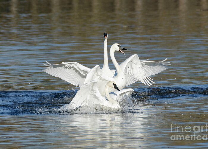 Kmaphoto Greeting Card featuring the photograph Swan Lake by Kristine Anderson