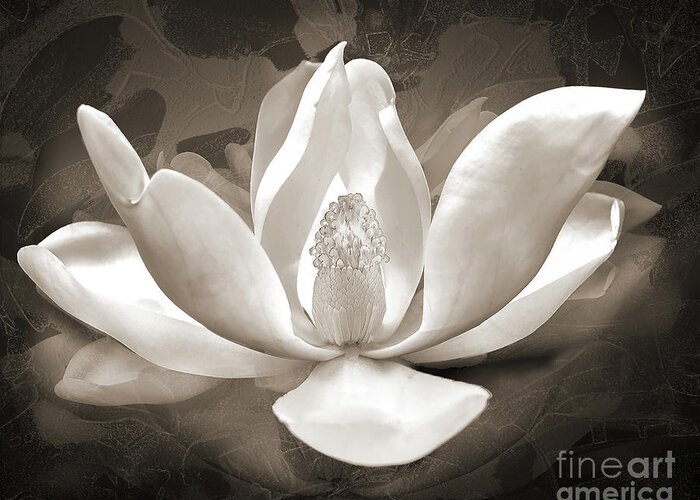 Rose Greeting Card featuring the digital art Sweet Baby Magnolia - Black And White by Anthony Ellis