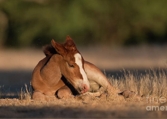 Cute Foal Greeting Card featuring the photograph Sweet Dreams by Shannon Hastings