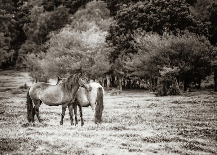 Photographs Greeting Card featuring the photograph Sweet Friendship II - Horse Art by Lisa Saint