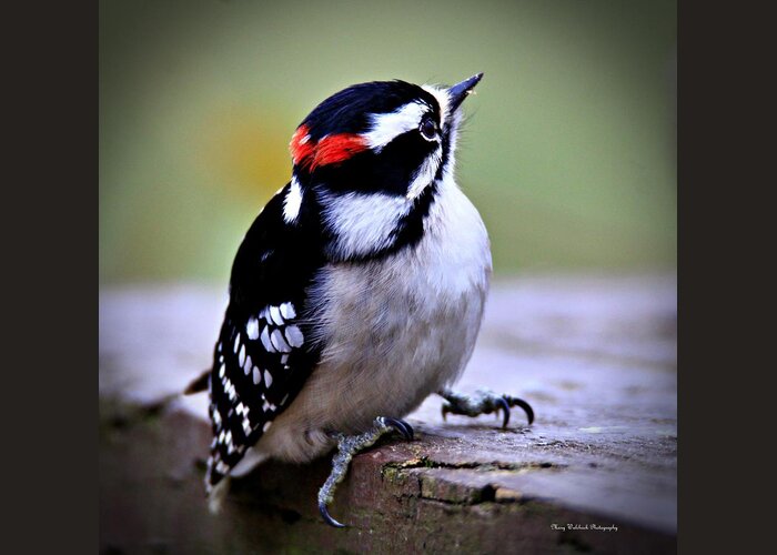 Birds Greeting Card featuring the photograph Sweet Little Downy Woodpecker 2 by Mary Walchuck
