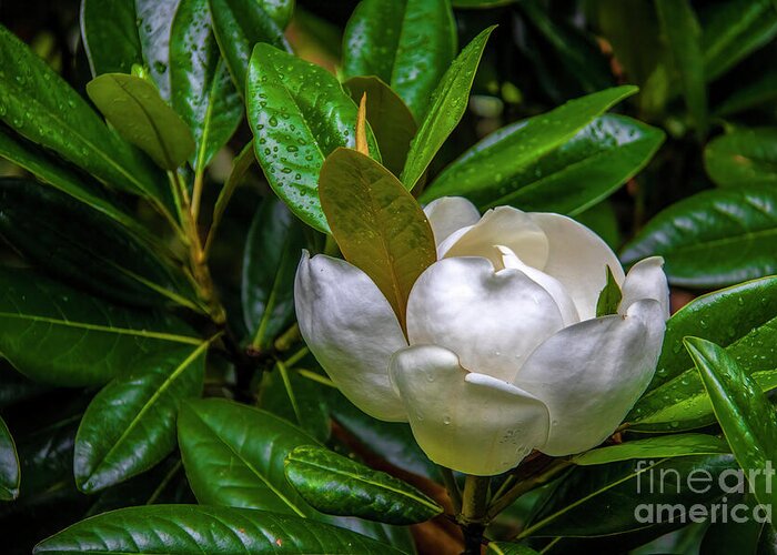 Blossom Greeting Card featuring the photograph Sweet Magnolia by Shelia Hunt