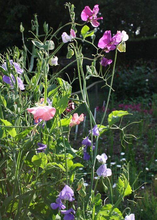 Sweet Peas Greeting Card featuring the photograph Sweet Pea Climbers by Vicki Cridland