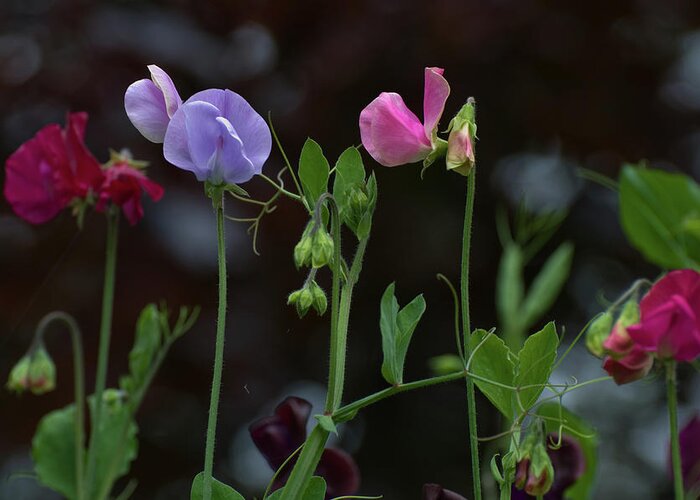 Sweet Pea Greeting Card featuring the photograph Sweet Peas by Rob Hemphill