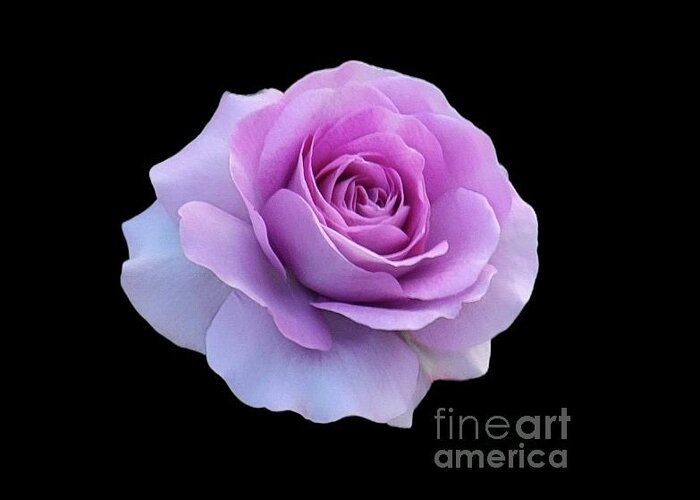 Art Greeting Card featuring the photograph The Perfect Rose by Jeannie Rhode