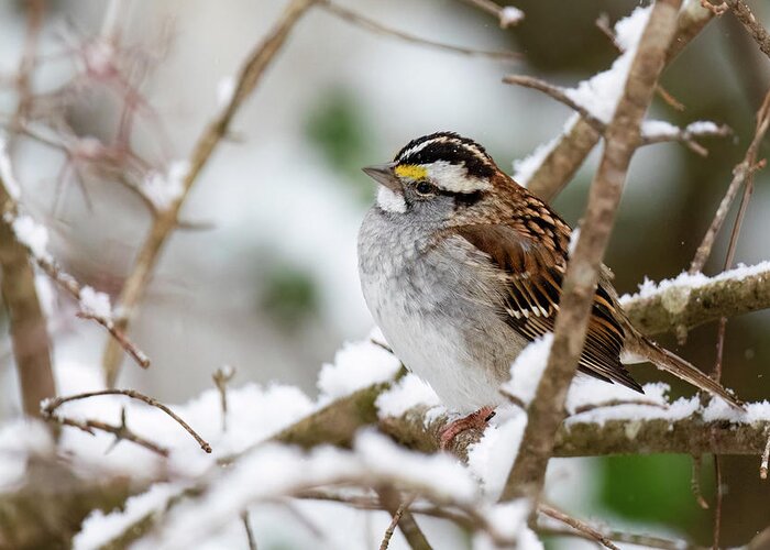 White-throated Sparrow Greeting Card featuring the photograph Sweet Sparrow in the Snow by Rachel Morrison
