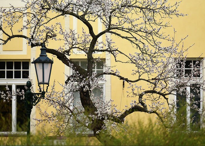 Jenny Rainbow Fine Art Photography Greeting Card featuring the photograph Sweet Spring in Prague 4 by Jenny Rainbow
