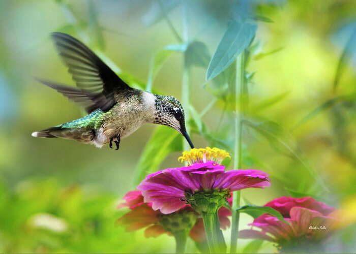 Hummingbird Greeting Card featuring the photograph Sweet Success by Christina Rollo