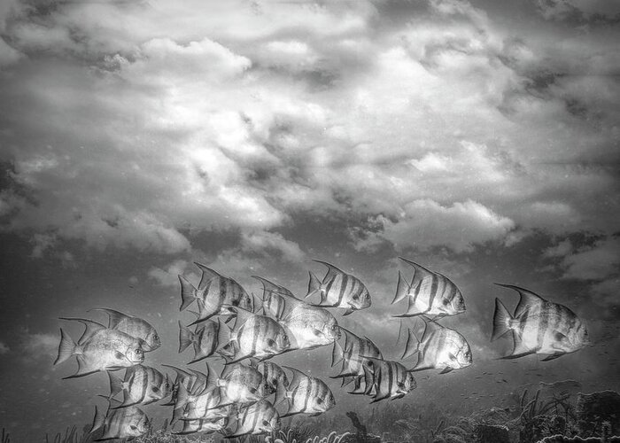 Clouds Greeting Card featuring the photograph Swimming under the Clouds in Black and White by Debra and Dave Vanderlaan