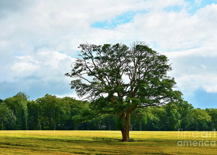 Edinburgh Greeting Card featuring the photograph Sycamore in a field of gold by Yvonne Johnstone