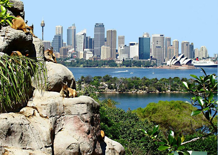 Sydney Harbor From The Zoo Greeting Card featuring the photograph Sydney Harbor From The Zoo by Ellen Henneke