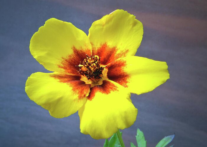 Tagetes Greeting Card featuring the photograph Tagetes Patula by Terence Davis