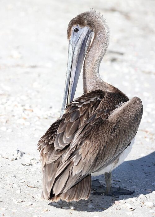 Pelicans Greeting Card featuring the photograph Close Up of Pelican by Mingming Jiang