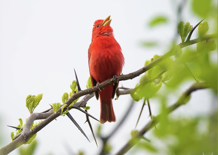 Summer Tanager Greeting Card featuring the photograph Tanager Song by Pam Rendall