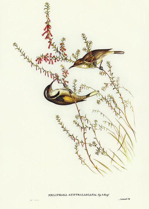 Tasmanian Honey-eater Greeting Card featuring the drawing Tasmanian Honey-eater, Meliphaga Australasiana by John Gould