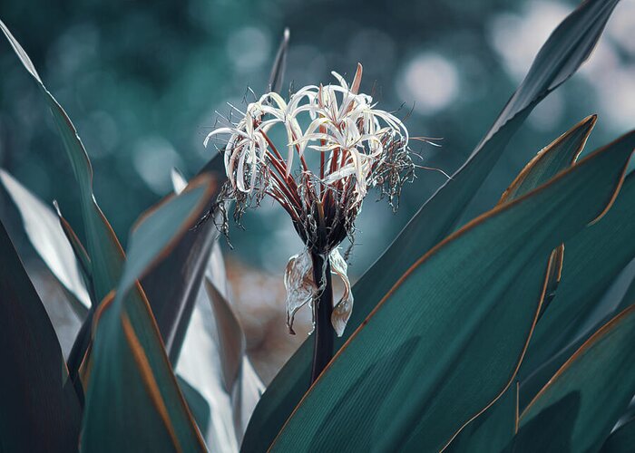 Paradise Island Greeting Card featuring the photograph Teal Spider Lily by Gian Smith