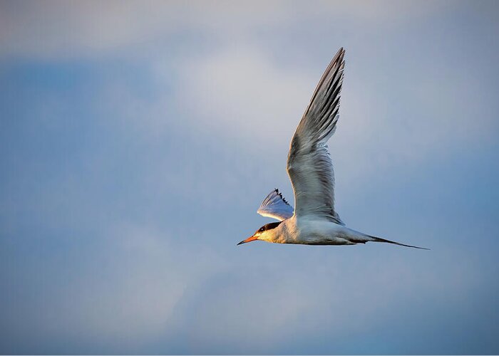 Fast Greeting Card featuring the photograph Tern In Flight by Mike Lee