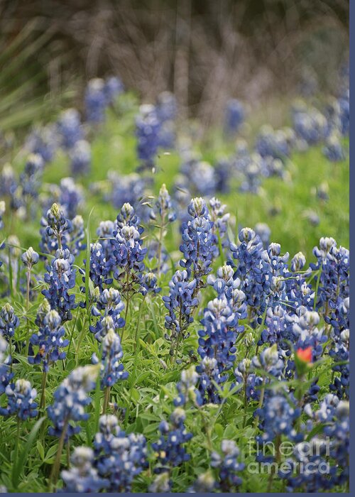 Texas Greeting Card featuring the photograph Texas Bluebonnets 12 by Andrea Anderegg